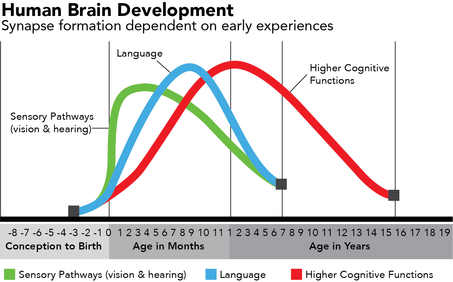 Human-Brain-Development